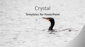  Presentation with water - Slide deck having cormorant-swiming-in-water-close background and a white colored foreground