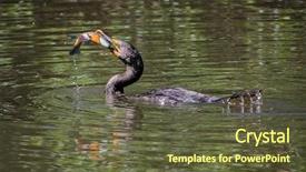  Presentation with wildlife - Cool new theme with fish native - cormorant with a bluegill backdrop and a tawny brown colored foreground