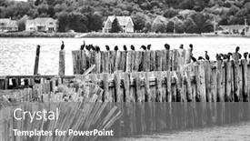  Presentation with canada - Audience pleasing presentation theme consisting of cormorants perched on the pilings of a derelict pier in prine edward island canada high contrast black and white backdrop and a gray colored foreground