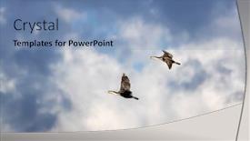  Presentation with flight - Cool new PPT theme with cormorants-phalacrocorax-carbo-in-flight backdrop and a seafoam green colored foreground