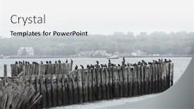  Presentation with canada - Theme consisting of cormorants standing on old wooden pier in the ocean in prince edward island in canada background and a white colored foreground