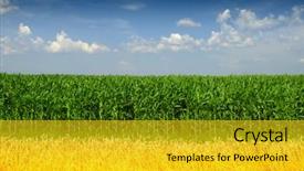  Presentation with corn field - Cool new presentation with corn and wheat field backdrop and a gold colored foreground