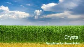  Presentation with corn field - Audience pleasing PPT theme consisting of corn and wheat field backdrop and a tawny brown colored foreground