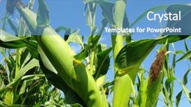  Presentation with corn plant - Slide deck featuring corn close-up background and a teal colored foreground