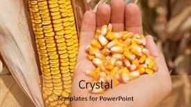  Presentation with maize - Slides featuring corn cob - golden maize in hand background and a yellow colored foreground