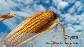  Presentation with maize - Presentation design with corn cob - ripe maize on a field background and a light blue colored foreground