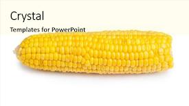  Presentation with corn cob - Colorful presentation enhanced with corn cob isolated on white backdrop and a blonde colored foreground