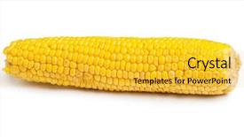  Presentation with corn cob - Slides with corn cob isolated on white background and a gold colored foreground