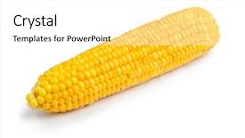  Presentation with corn cob - Slides enhanced with corn cob isolated on white background background and a white colored foreground