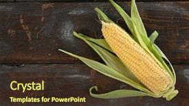  Presentation with corn cob - PPT layouts having industry research advice manager data background and a light blue colored foreground