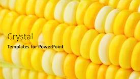  Presentation with corn cobs - PPT theme having corn-cobs background and a yellow colored foreground