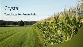  Presentation with corn - Colorful presentation theme enhanced with corn cornfield backdrop and a sky blue colored foreground