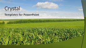  Presentation with agri corn field - Audience pleasing slides consisting of corn field and beautiful sky backdrop and a light blue colored foreground