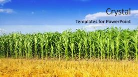  Presentation with corn field circles - Presentation design having corn field and blue sky background and a  colored foreground