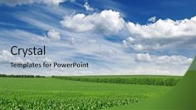  Presentation with corn field - Beautiful theme featuring corn field and blue sky backdrop and a light blue colored foreground