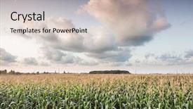  Presentation with corn field circles - Presentation enhanced with corn field and the clouds background and a lemonade colored foreground