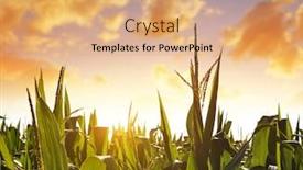  Presentation with corn field - Audience pleasing slides consisting of corn-field-at-sunset-agricultural backdrop and a coral colored foreground