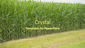  Presentation with agriculture business - Presentation theme enhanced with corn-field-background-green-agriculture background and a tawny brown colored foreground
