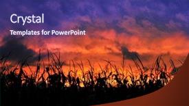  Presentation with corn field - Amazing PPT theme having corn field during a sunset backdrop and a navy blue colored foreground