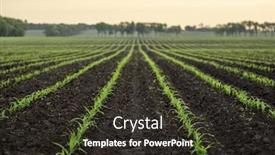  Presentation with agricultural - PPT theme featuring corn-field-in-defocus-natural background and a dark gray colored foreground