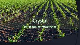  Presentation with corn field - Beautiful presentation design featuring corn field instagram filter backdrop and a tawny brown colored foreground