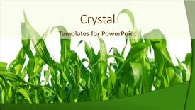  Presentation with corn field - Audience pleasing presentation consisting of corn field isolated on white backdrop and a cream colored foreground