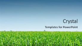  Presentation with corn field - Slides enhanced with omni channel - omnichannel planning concept background and a coral colored foreground