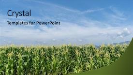  Presentation with crop - Slide set consisting of corn field plantation in sunny background and a light blue colored foreground