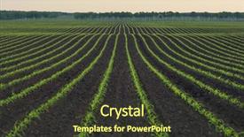  Presentation with corn plant - Amazing presentation design having corn field the lines backdrop and a tawny brown colored foreground