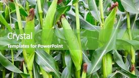  Presentation with ears - Beautiful slide deck featuring corn field with ripe ears backdrop and a seafoam green colored foreground