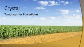  Presentation with corn field - Amazing theme having corn field backdrop and a light blue colored foreground