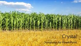  Presentation with corn field - Theme featuring corn field background and a gold colored foreground