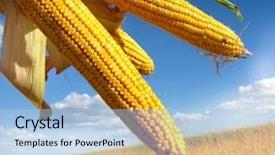  Presentation with corn field - Audience pleasing slide deck consisting of corn field backdrop and a light blue colored foreground