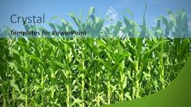  Presentation with corn field - Amazing slide set having corn field backdrop and a light blue colored foreground