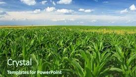  Presentation with corn field - Amazing PPT layouts having corn field backdrop and a tawny brown colored foreground