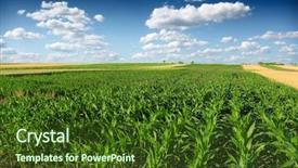  Presentation with corn field - Slides enhanced with corn field background and a tawny brown colored foreground