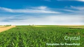  Presentation with corn field - Amazing presentation theme having corn field backdrop and a tawny brown colored foreground