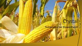  Presentation with corn field - PPT layouts with corn field background and a gold colored foreground