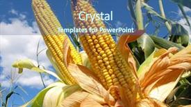  Presentation with corn field - Presentation featuring corn field background and a ocean colored foreground