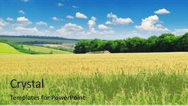 Presentation with corn field - PPT theme consisting of corn field background and a yellow colored foreground