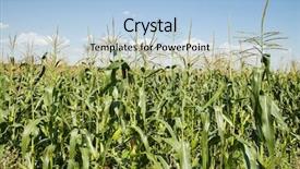  Presentation with corn field - Colorful slide set enhanced with corn field backdrop and a light blue colored foreground