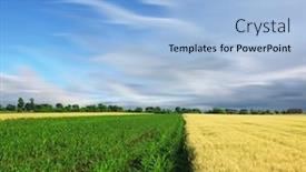  Presentation with corn - Colorful theme enhanced with corn-field backdrop and a light blue colored foreground