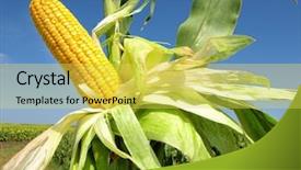  Presentation with corn plant - PPT theme with corn field background and a  colored foreground