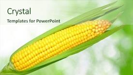  Presentation with corn field - PPT layouts having corn field background and a soft green colored foreground