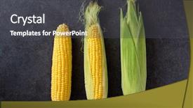  Presentation with corn cob - Theme featuring corn fresh corn on cob background and a dark gray colored foreground