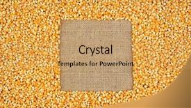  Presentation with grain corn - Theme having corn grains with empty space background and a yellow colored foreground