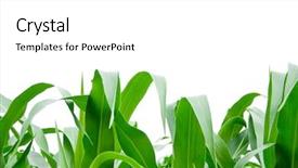  Presentation with corn plant - Cool new PPT theme with corn grass on the white backdrop and a white colored foreground