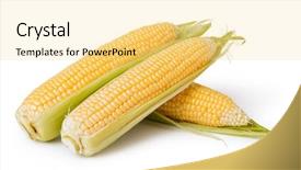  Presentation with blank whiteboard isolated on white - Theme having corn isolated on a white background and a blonde colored foreground