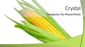  Presentation with corn cob - PPT layouts having corn isolated on white background background and a white colored foreground