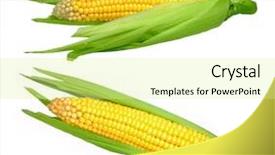  Presentation with corn cob - Cool new slides with corn isolated on white background backdrop and a blonde colored foreground